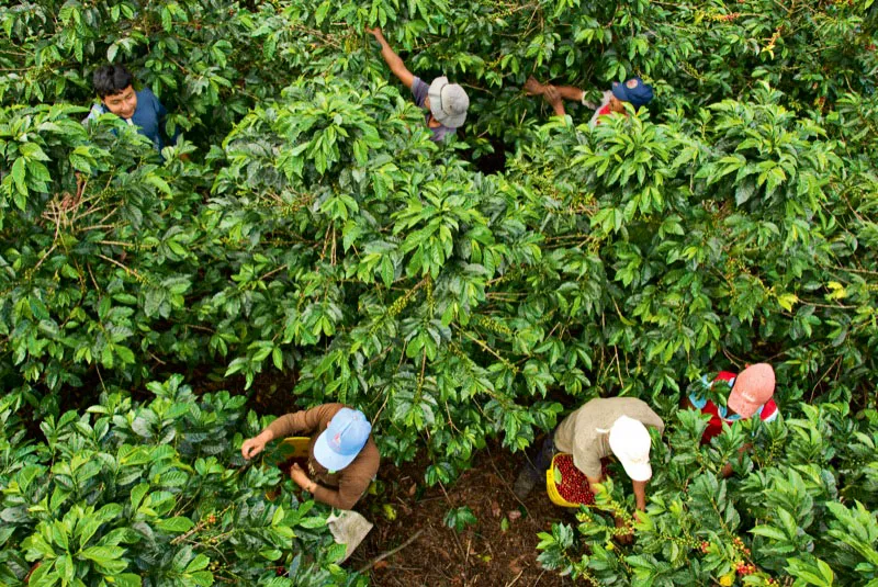 Son muchas las personas que se emplean en Colombia durante la cosecha de caf, especialistas en esta operacin, que a veces debe realizarse en terrenos tan pendientes que es difcil mantenerse en pie. Inz, Cauca. Andrs Mauricio Lpez