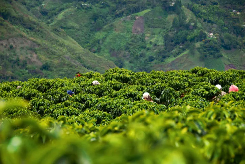 Son muchas las personas que se emplean en Colombia durante la cosecha de café, especialistas en esta operación, que a veces debe realizarse en terrenos tan pendientes que es difícil mantenerse en pie. Inzá, Cauca. Andrés Mauricio López