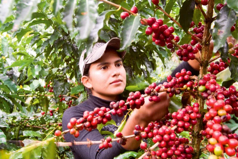 La recolección requiere paciencia y alegría. Desgranar una rama de café es como llevar con las manos las cuentas de un rosario. Jorge Eduardo Arango
