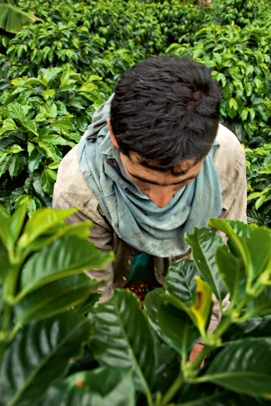 Recolectoras de caf en la hacienda Venecia, Manizales, Caldas. Carlos Pineda