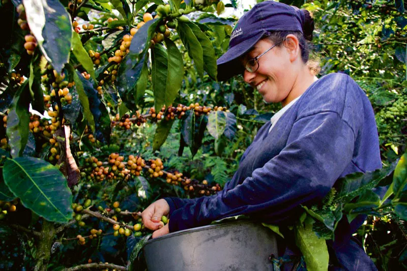 Recolectoras de caf en la hacienda Venecia, Manizales, Caldas. Carlos Pineda