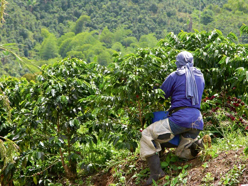 Recolectora de café en El mirador, Acevedo, Huila. Carlos Pineda