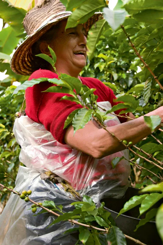 Los recolectores de caf se han visto obligados a crear una moda plstica, pues confeccionan de manera ingeniosa atavos y accesorios de plstico y otros materiales con el fin de proteger la cabeza, el tronco y los brazos de las inclemencias del clima y de las recias ramas de los arbustos, tal como lo hacen estos recolectores de la hacienda Venecia, Manizales, Caldas, y La Sierra, Cauca. Andrs Mauricio Lpez