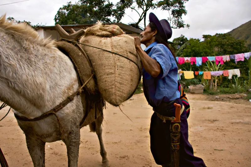 Si algo distingue a un campesino cafetero es el sombrero y la "mulera" un pañuelo de algodón que se utiliza para taparle los ojos a las mulas para cargarlas. Puede ser también un pañuelo raboegallo de vivos colores o simplemente una toalla. Los sombreros varían según la región, y el machete no puede faltar. Campesino en Pueblo Bello, Sierra Nevada de Santa Marta. Carlos Pineda