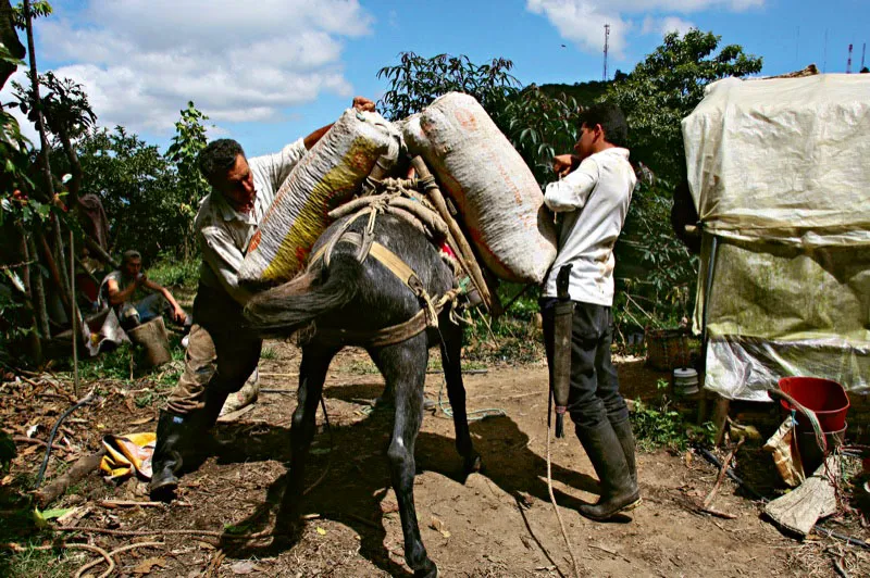 Campesino equilibra las cargas de café sobre una mula, en Norte de Santander. Carlos Pineda