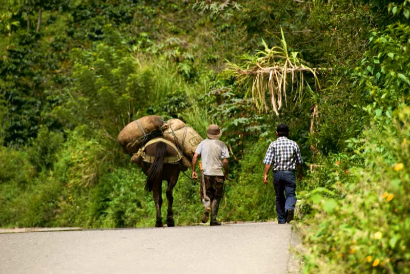 Campesinos llevan caf a La Celia, Risaralda. Andrs Mauricio Lpez