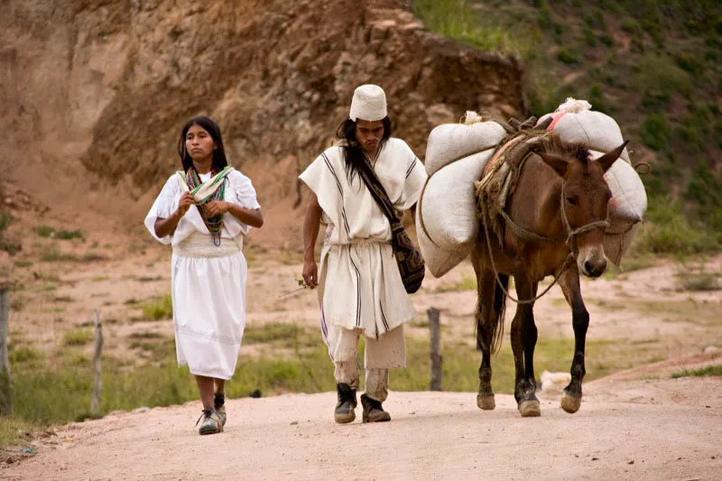 Indígenas arhuacos transportan en su mula el café, camino a Pueblo Bello, en la Sierra Nevada de Santa Marta. Carlos Pineda