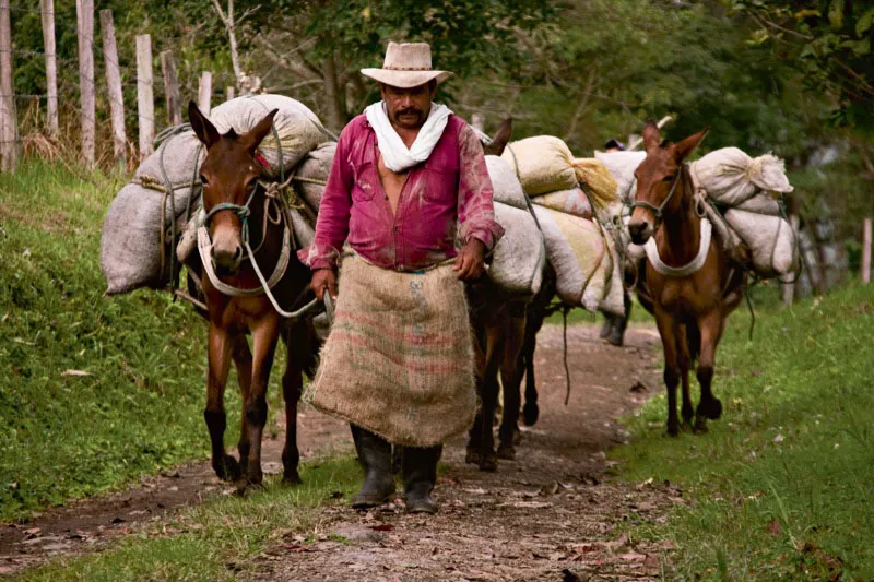 Campesinos de Mesitas del Colegio en Cundinamarca llevan café a los centros de acopio de su región. Carlos Pineda