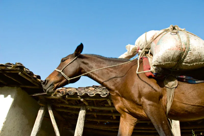 Campesinos de la vereda el Diamante, en Pitalito, Huila, llevan caf a los centros de acopio de su regin. Andrs Mauricio Lpez