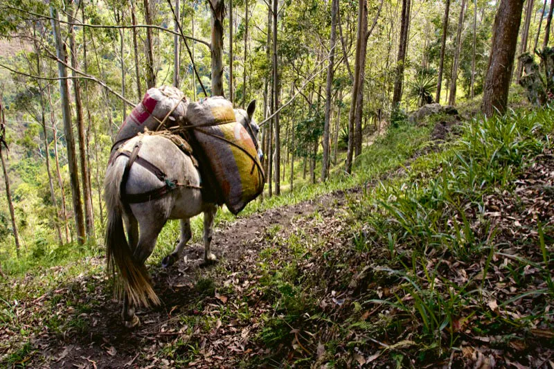 Campesinos de Ocaña, Santander, llevan café a los centros de acopio de su región. Carlos Pineda