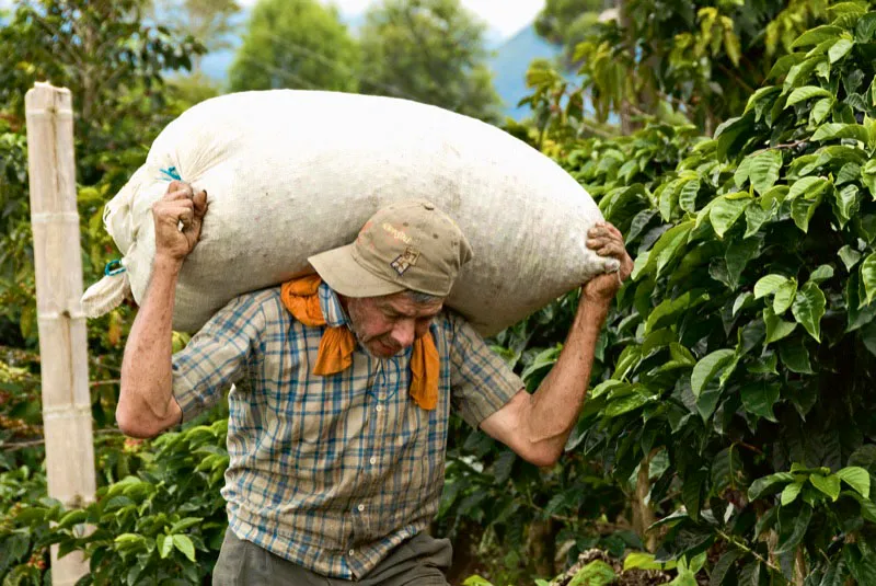 Recolector del Quindío. Si no hay mulas cualquier transporte sirve. El café viaja en las espaldas de los hombres, en camionetas, en jeeps, en lo que sea. Andrés Mauricio López
