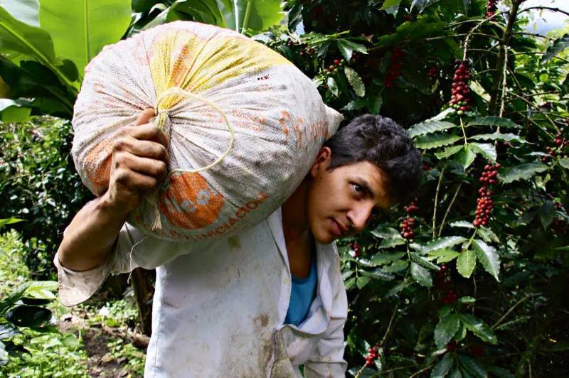 Recolector de Tolima. Si no hay mulas cualquier transporte sirve. El café viaja en las espaldas de los hombres, en camionetas, en jeeps, en lo que sea. Carlos Pineda