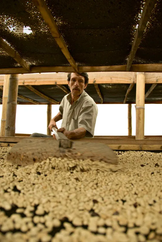 Detalles de camas de café, bajo parabólico Los Alpes, Fresno. Andrés Mauricio López
