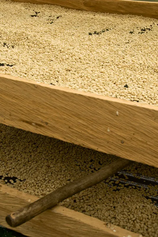 Detalles de camas de café, bajo parabólico Pie de Cuesta Alto, Icononzo, Tolima. Andrés Mauricio López