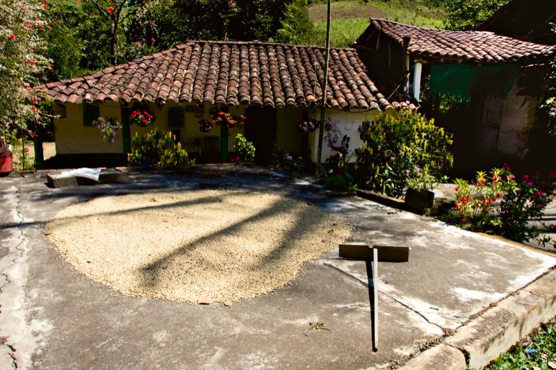 Para que el secado sea homogneo los granos deben esparcirse en un espacio al sol y rastrillarse
cada cierto tiempo. Terraza de secado en Pramo, Santander. Carlos Pineda