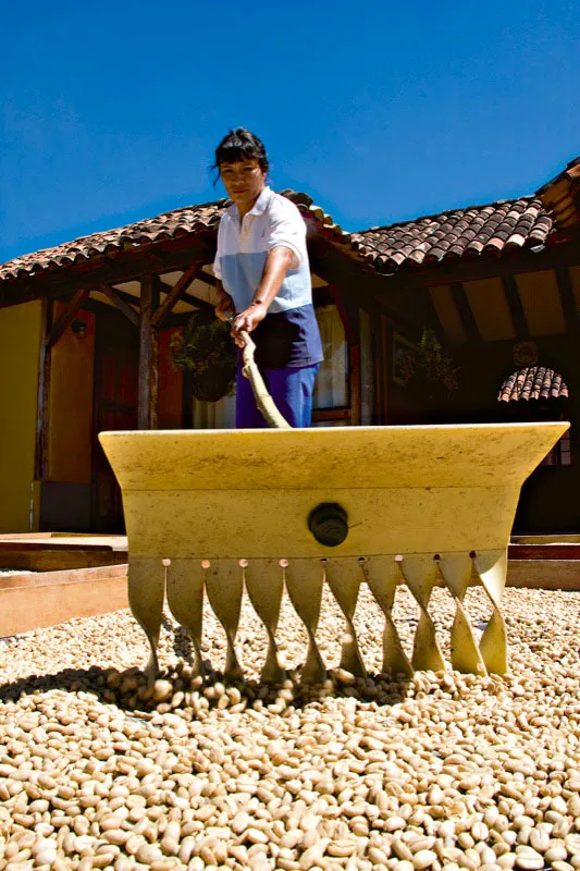 En San José de Pare, Boyacá, una mujer usa un rastrillo diseñado en Cenicafé, con el cual los granos dan una vuelta completa y así se secan de manera homogénea. Carlos Pineda