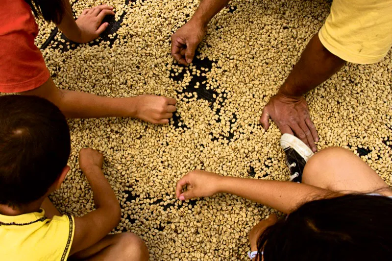 Una vez secado el caf, los caficultores lo seleccionan grano por grano retirando la pasilla o granos defectuosos, para que sea de la mejor calidad y obtener el mejor precio cuando lo lleven a la trilla. Jardn, Antioquia. Carlos Pineda