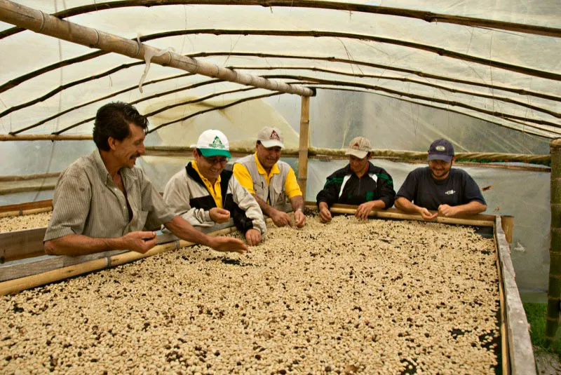 Asesores de la Federacin de Cafeteros ensean a limpiar el caf seco a campesinos de Los Alpes, Fresno, Tolima. Andrs Mauricio Lpez