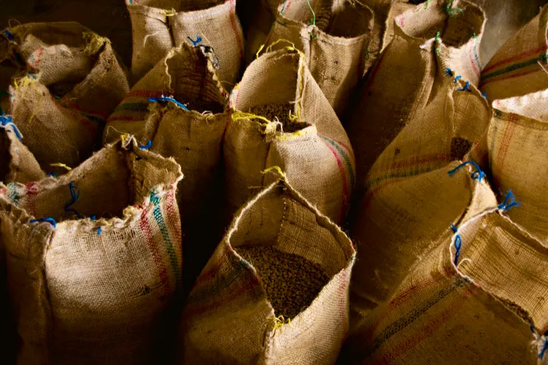 El café ya seleccionado se empaca en costales de 40 kilos para llevar a la trilla. Zona de empacado de la hacienda Misiones, Mesitas del Colegio, Cundinamarca. Carlos Pineda