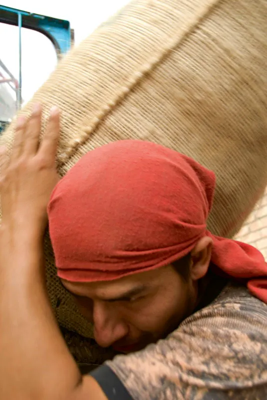 Cargador de café lleva bultos hasta la trilla en Pitalito, Huila. Andrés Mauricio López