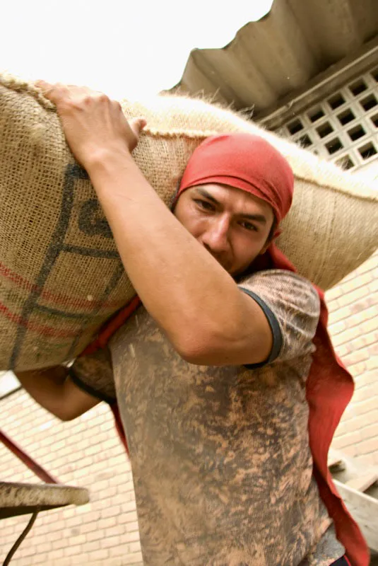 Cargador de café lleva bultos hasta la trilla en Pitalito, Huila. Andrés Mauricio López