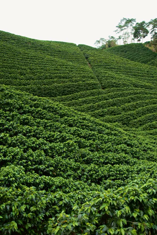 Café Caturra, variedad que no requiere de sombra. Vereda La Marcada, Líbano, Tolima. Andrés Mauricio López