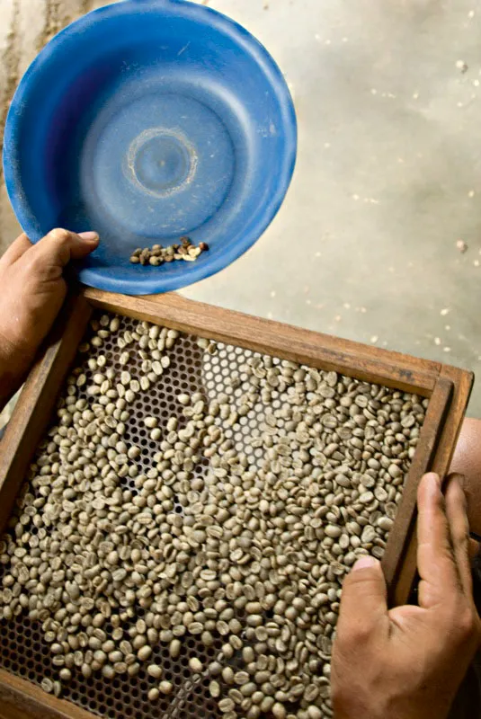 Malla para seleccionar café. Andrés Mauricio López