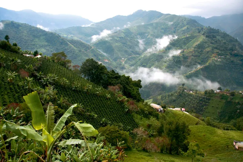 Tpico cultivo de caf en las escarpadas montaas de Antioquia, en la vereda Santa Ins. Carlos Pineda