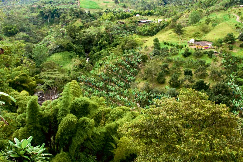 Panorámica de finca cafetera del suroeste antioqueño, en la que se aprecia la accidentada
geografía donde se cultiva el café. Carlos Pineda