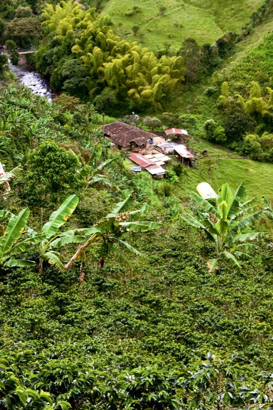Panorámica de finca cafetera del suroeste antioqueño, en la que se aprecia la accidentada
geografía donde se cultiva el café. Carlos Pineda