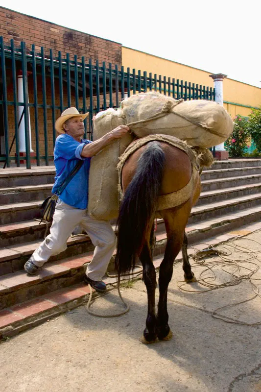 De todas las veredas van llegando los campesinos a los pueblos antioqueños, con sus cargas de café transportadas a lomo de mula. Jericó, Antioquia. Carlos Pineda