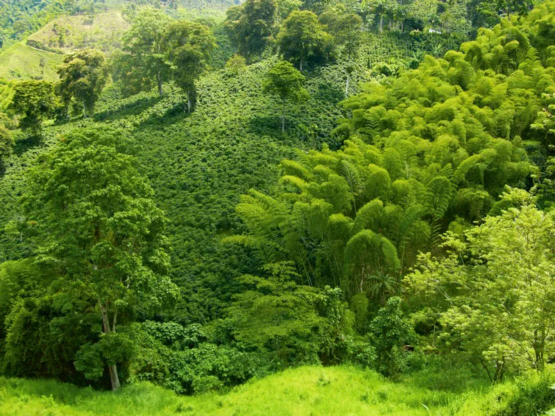 Paisaje visto desde la Quiebra de Vélez, Manizales, Caldas. Carlos Pineda