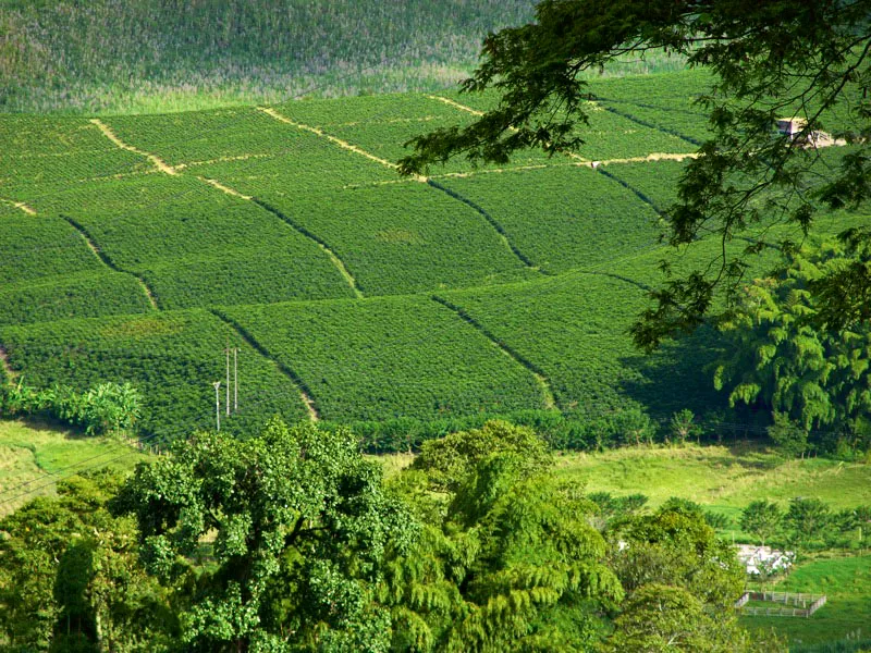 El centro de investigaciones del café, Cenicafé, de la FNC en Chinchiná, es el encargado de generar tecnologías apropiadas, competitivas y sostenibles para el bienestar de los caficultores colombianos. Proporcionan orientación tecnológica para la producción de cafés especiales aplicables a las condiciones del país. Realiza estudios sobre la biodiversidad en las regiones cafeteras de Colombia. Carlos Pineda