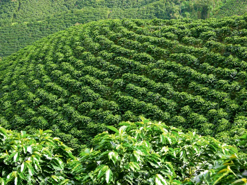 Finca Barú. Palestina, Caldas. Carlos Pineda