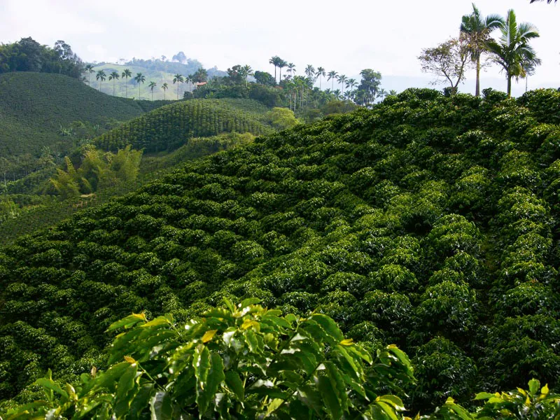 Guaduales y palmas de cera se entremezclan en los cafetales de esta bella finca, en Palestina, Caldas. Carlos Pineda