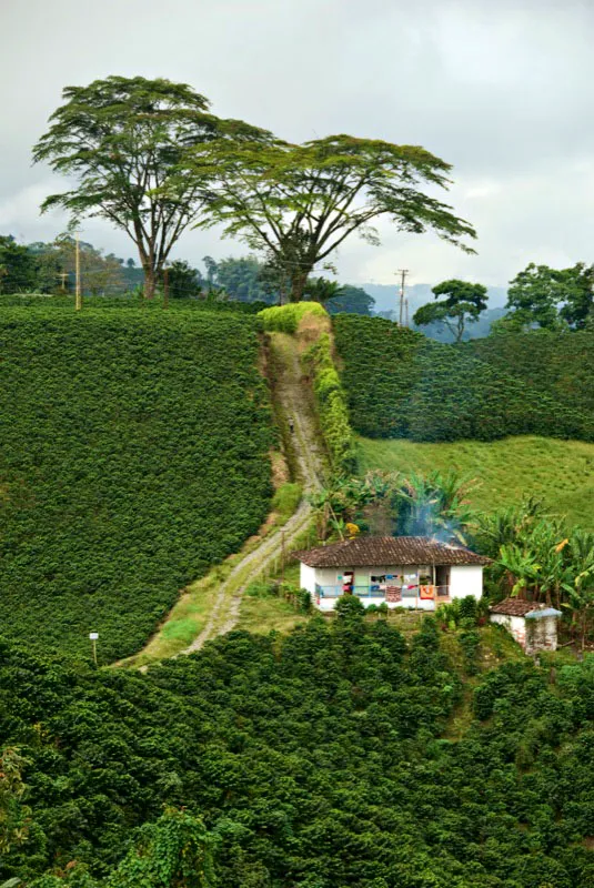 Hermosos carboneros, rboles caractersticos de la regin, en Santa Rosa de Cabal, Risaralda. Carlos Pineda