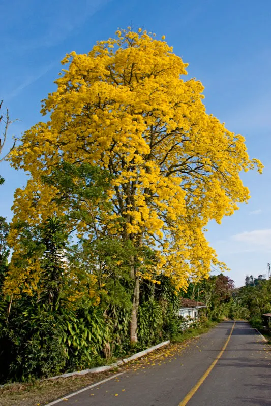 Guayacán amarillo en la vía de Pereira a Cartago en el departamento de Risaralda. Carlos Pineda