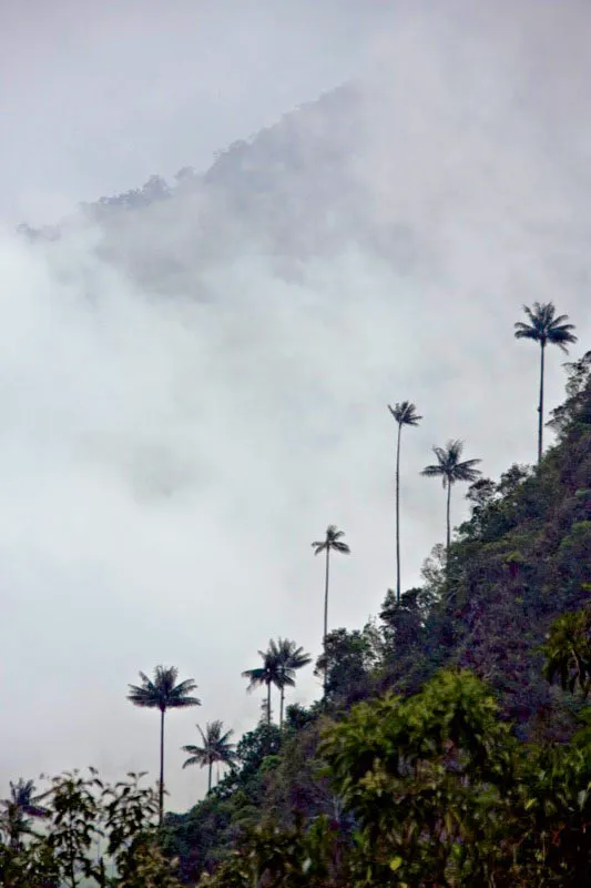 Humboldt se maravill al conocer las hermosas palmas de cera, ceroxilon sp., nicas en el mundo que crecen a tan gran altura sobre el nivel del mar; tal singularidad hizo que con el tiempo fueran consideradas el rbol nacional de Colombia. El valle de Cocora es famoso porque all abundan las
palmas de cera. Carlos Pineda