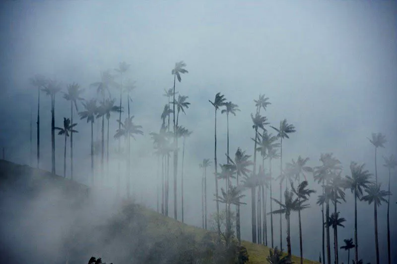 Palmas de cera. Carlos Pineda