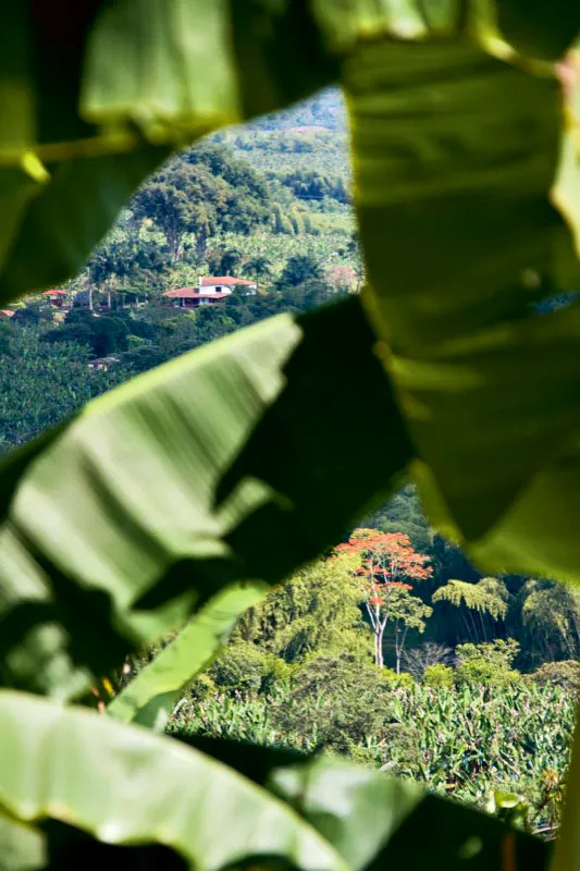 La fertilidad de las tierras del Quindío es evidente. Las frutas, los árboles y las flores abundan por doquier son de gran tamaño y parecen envolver hasta las mismas casas. Montenegro, Quindío. Carlos Pineda