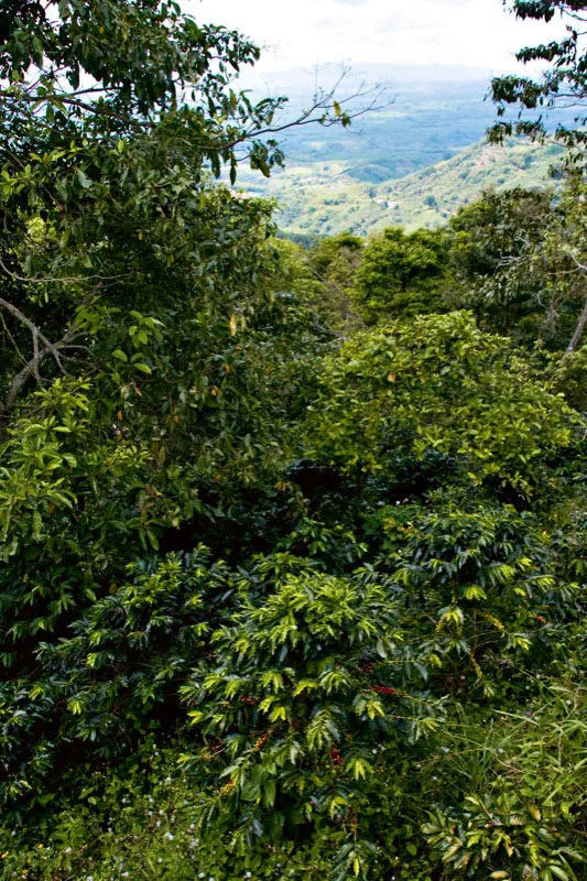 La fertilidad de las tierras del Quindío es evidente. Las frutas, los árboles y las flores abundan por doquier son de gran tamaño y parecen envolver hasta las mismas casas. Montenegro, Quindío. Carlos Pineda
