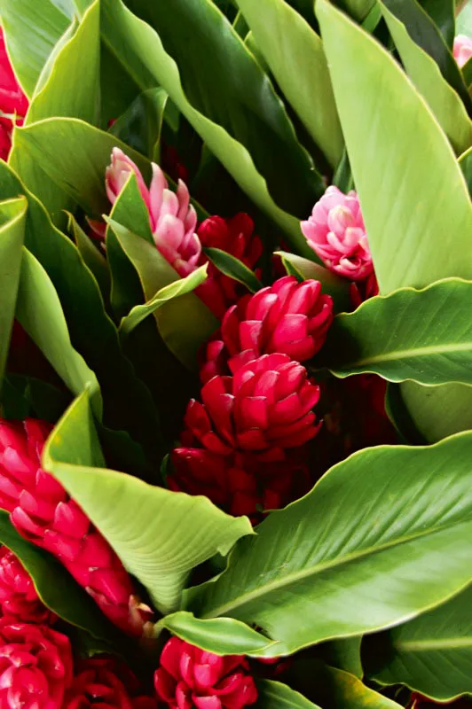 Poinsetia o flor de Navidad. Andrs Mauricio Lpez