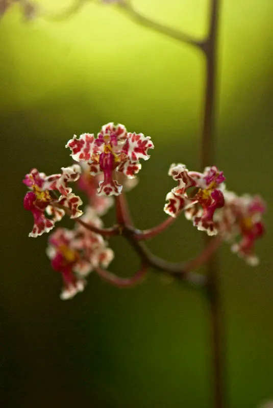 Orquídea. Andrés Mauricio López