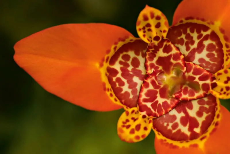 Tulipán. Andrés Mauricio López