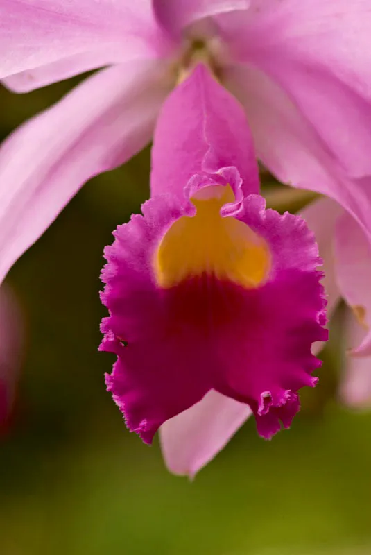 Orquídea. Andrés Mauricio López