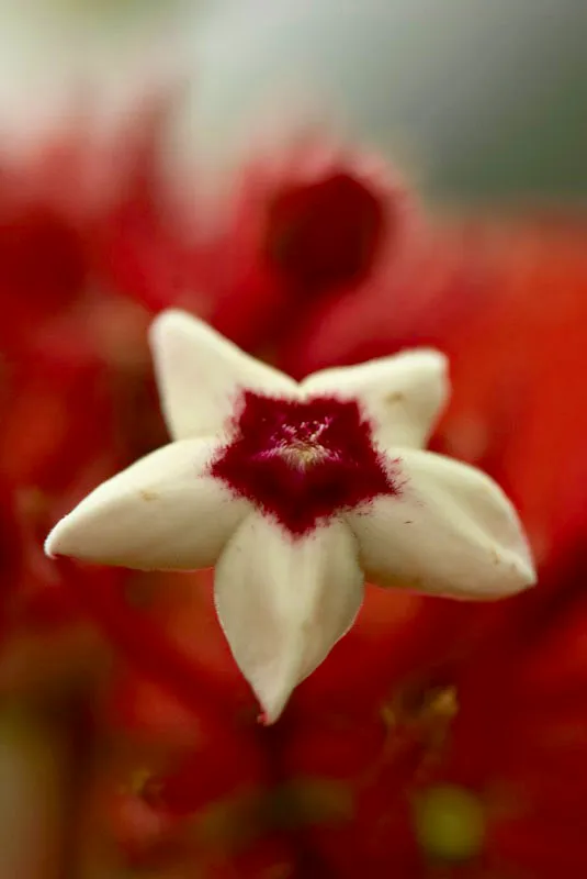 Azucena. Andrés Mauricio López