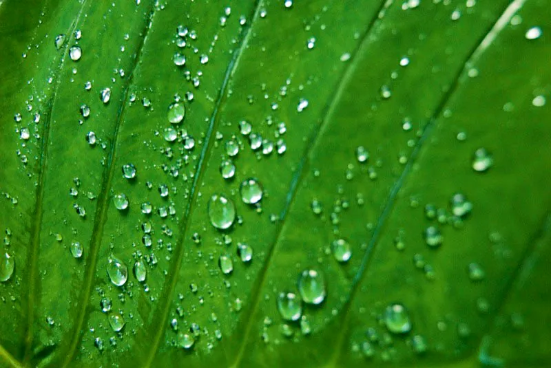 Gotas de agua sobre rascadera. Andrés Mauricio López
