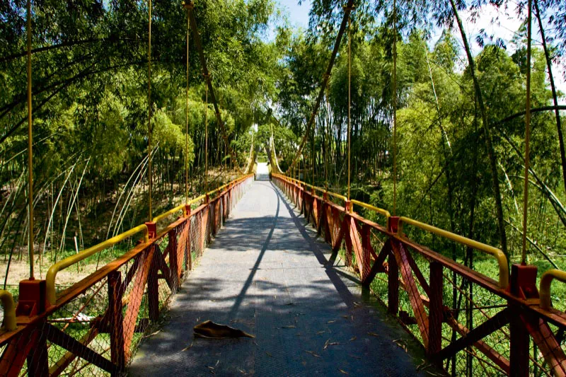 Vía a la Tebaida. Carlos Pineda
