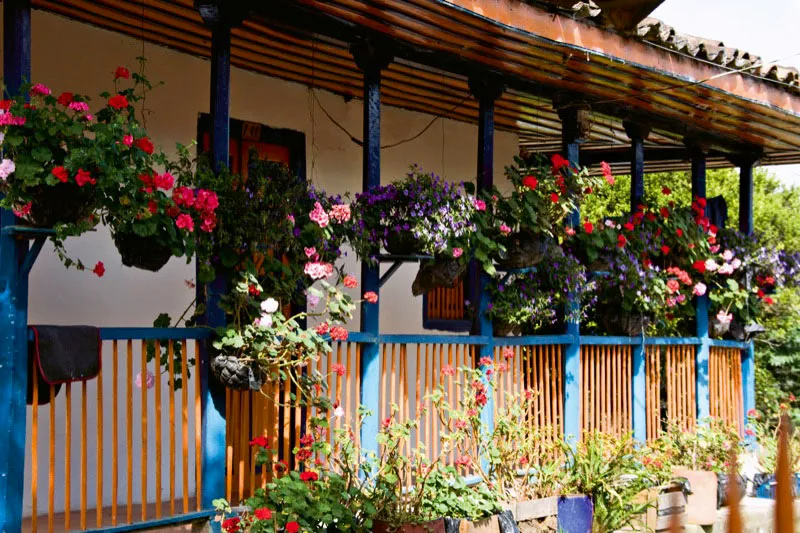 Macetas de flores colgadas de los balcones y de las columnas, que son el orgullo de cada familia. Hombres y mujeres por igual cuidan de estas flores, y es hermoso ver la inmensa cantidad de colores que alegran las fachadas y los interiores de estas casas de Salento, Quindo. Carlos Pineda