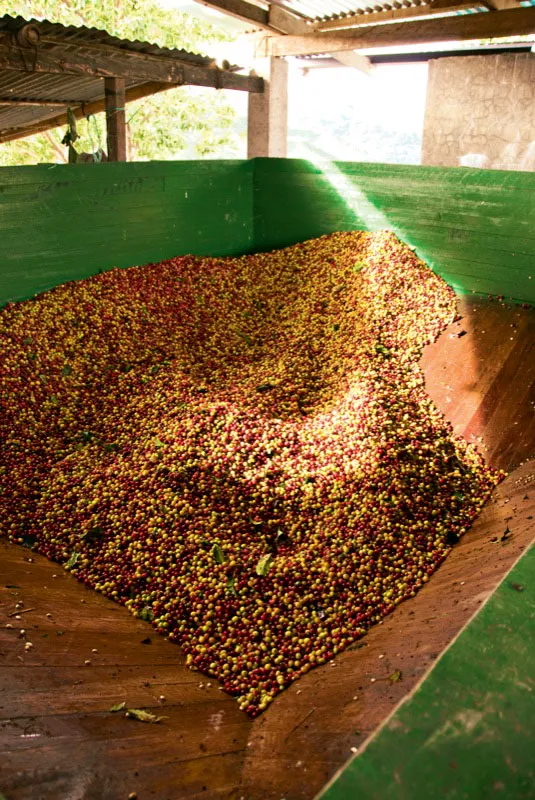 Caf cereza, en la tolva, listo para ser despulpado; ntese la mezcla de variedades de granos rojos y amarillos. Andrs Mauricio Lpez